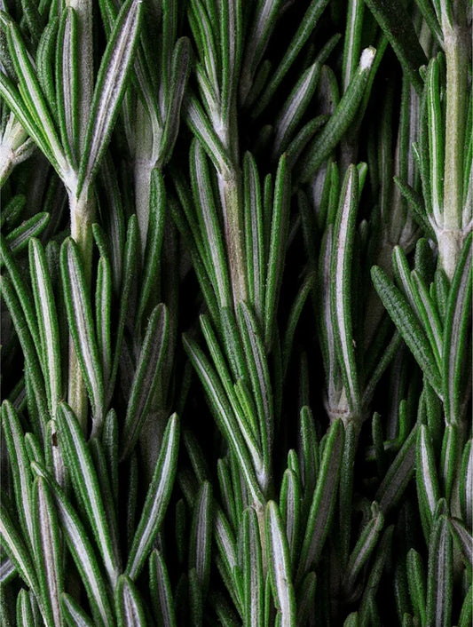 Rosemary Hair & Scalp Strengthening Oil